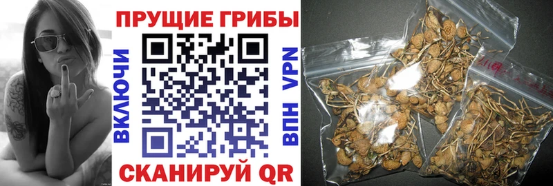 Галлюциногенные грибы прущие грибы  Кулебаки 